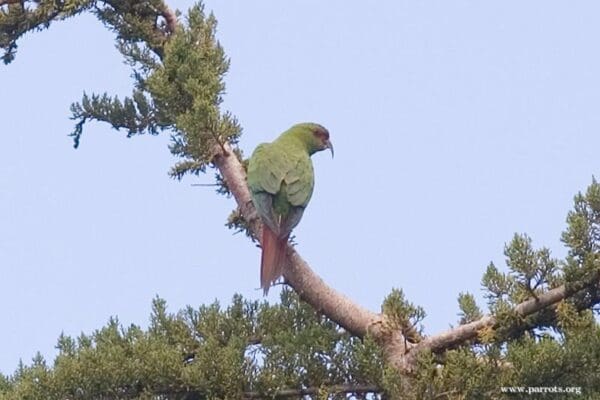 A wild Slender-billed Conure perches in a tree