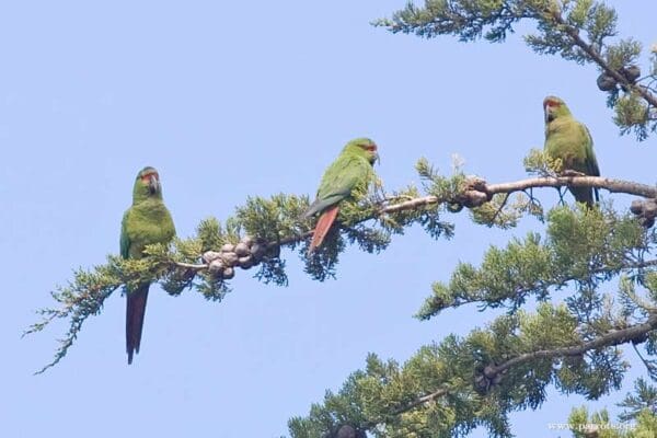 Wild Slender-billed Conures perch in a tree