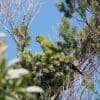 A wild Slender-billed Conure perches in a tree