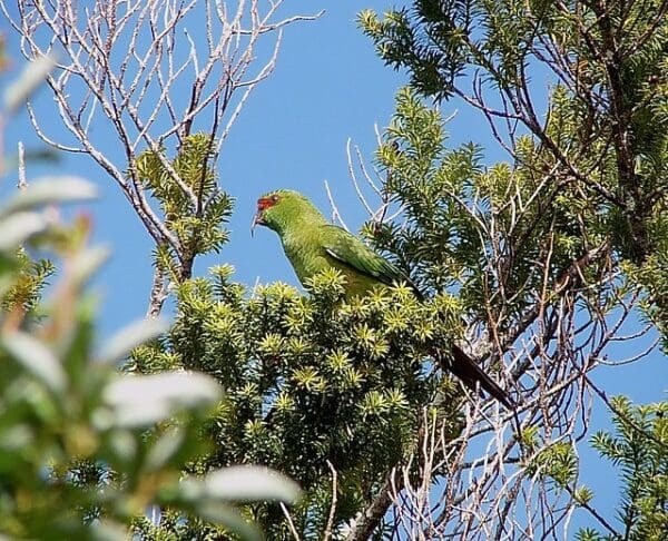 A wild Slender-billed Conure perches in a tree