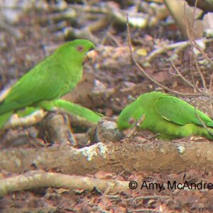 Wild Socorro Conures forage on the ground