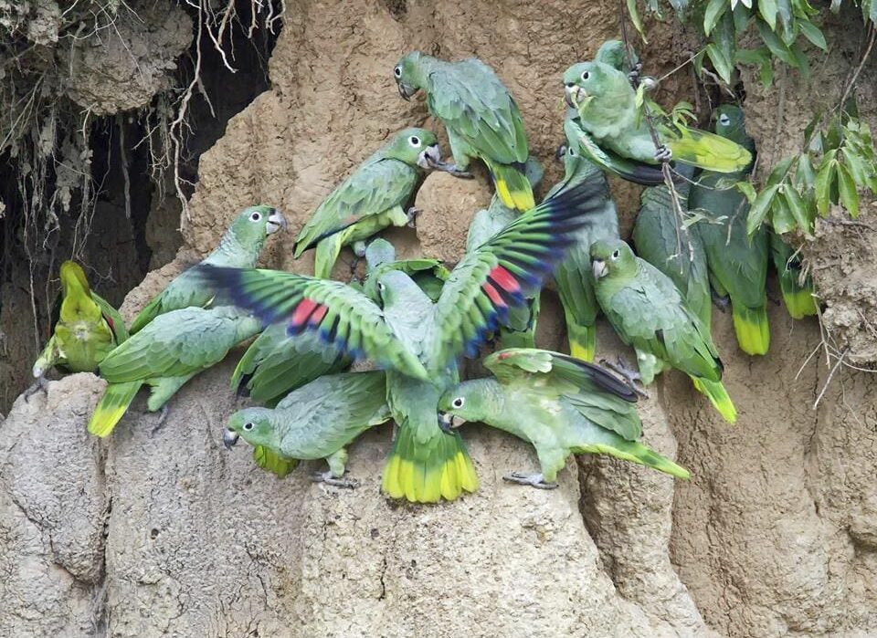 A small flock of Southern Mealy Amazons take soil at a clay lick