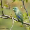 A wild Spectacled Parrotlet perches on a branch