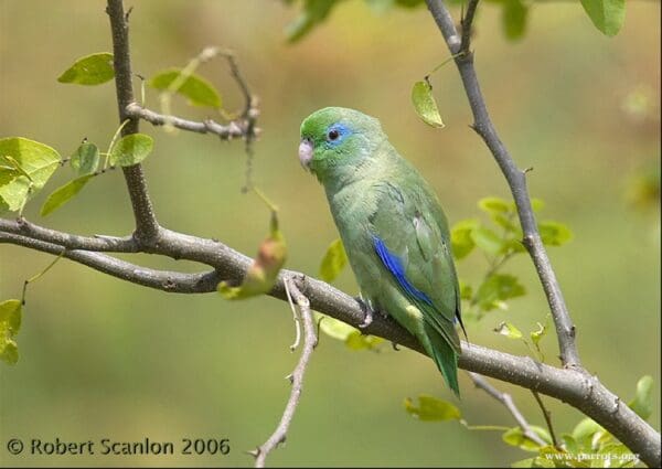 A wild Spectacled Parrotlet perches on a branch