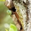 A wild Spectacled Parrotlet perches near a tree cavity