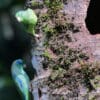 Wild Spectacled Parrotlets cling to a mossy tree trunk