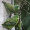 Wild Spectacled Parrotlets cling to vines