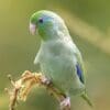 A wild Spectacled Parrotlet perches on a branch