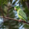 A wild Spectacled Parrotlet perches on a branch