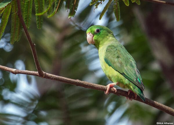 A wild Spectacled Parrotlet perches on a branch