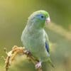 A wild Spectacled Parrotlet perches on a branch