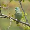 A wild Spectacled Parrotlet perches on a branch