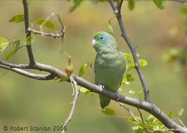 A wild Spectacled Parrotlet perches on a branch