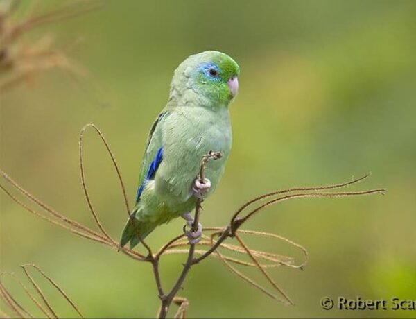 A wild Spectacled Parrotlet perches on a twig