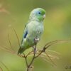 A wild Spectacled Parrotlet perches on a twig