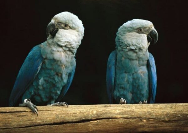 Spix's Macaws perch on a log