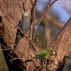 The last wild Spix's Macaw, left, perches with a Blue-winged Macaw, right