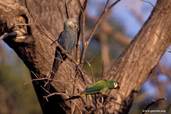 The last wild Spix's Macaw, left, perches with a Blue-winged Macaw, right