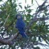 The last male Spix's Macaw before disappearance