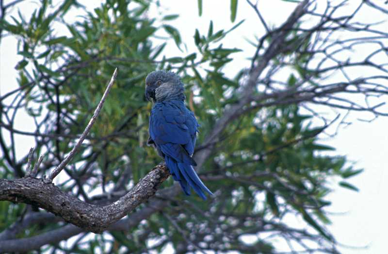 The last male Spix's Macaw before disappearance