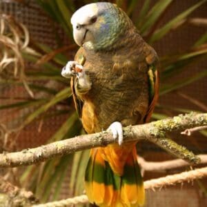 A St. Vincent Amazon perches on a branch