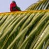 A wild Stephen's Lorikeet perches on a palm frond