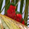 Wild Stephen's Lorikeets perch on a palm leaf