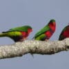 Wild Stephen's Lorikeets perch on a branch