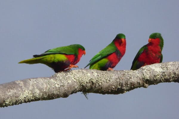 Wild Stephen's Lorikeets perch on a branch