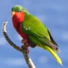 A wild Stephen's Lorikeet perches atop a branch