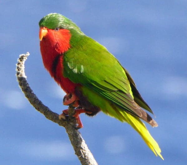 A wild Stephen's Lorikeet perches atop a branch