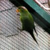 A Striated Lorikeet clings to the side of an enclosure