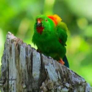 A wild Sula Hanging Parrot lifts its wings