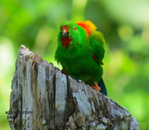 A wild Sula Hanging Parrot lifts its wings