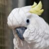 A companion Sulphur-crested Cockatoo shows comfort behaviour