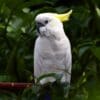 A Sulphur-crested Cockatoo perches on a branch