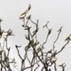 A flock of wild Sulphur-crested Cockatoos perches in a bare tree