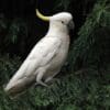 A wild Sulphur-crested Cockatoo perches in a tree