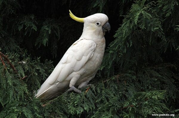 A wild Sulphur-crested Cockatoo perches in a tree