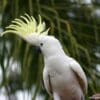 A wild Sulphur-crested Cockatoo displays its crest