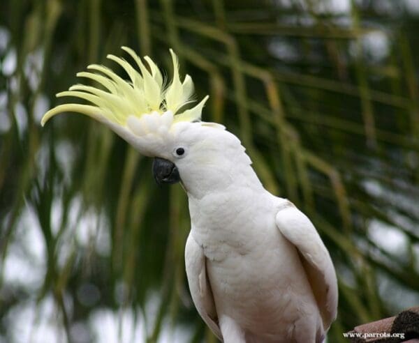 A wild Sulphur-crested Cockatoo displays its crest