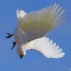 A wild Sulphur-crested Cockatoo dives while in flight