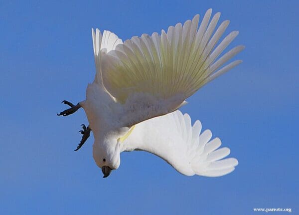 A wild Sulphur-crested Cockatoo dives while in flight