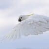 A wild Sulphur-crested Cockatoo flies above the forest