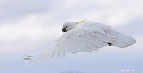 A wild Sulphur-crested Cockatoo flies above the forest