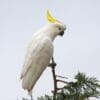 A wild Sulphur-crested Cockatoo perches on a branch