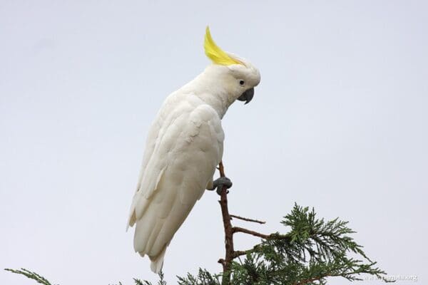 A wild Sulphur-crested Cockatoo perches on a branch