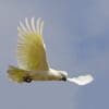 A wild Sulphur-crested Cockatoo glides through the air