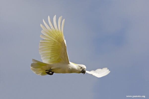 A wild Sulphur-crested Cockatoo glides through the air