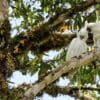 Wild Sulphur-crested Cockatoos preen themselves